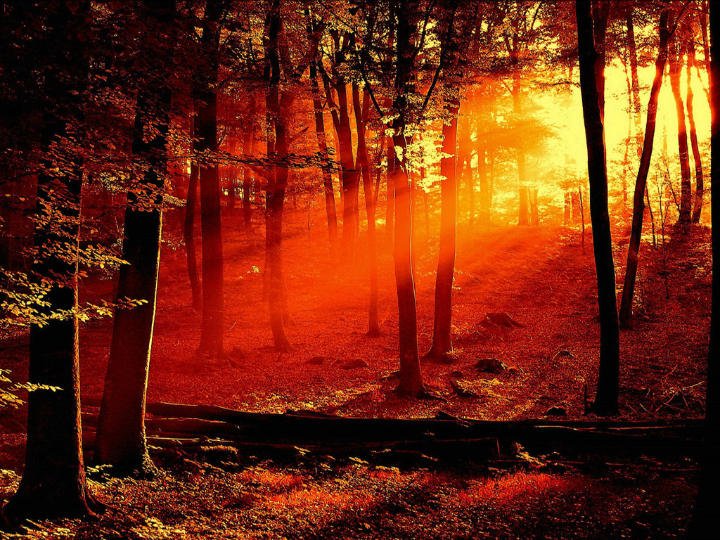 Red Forest, free beautiful wallpaper download for your desktop or laptop.