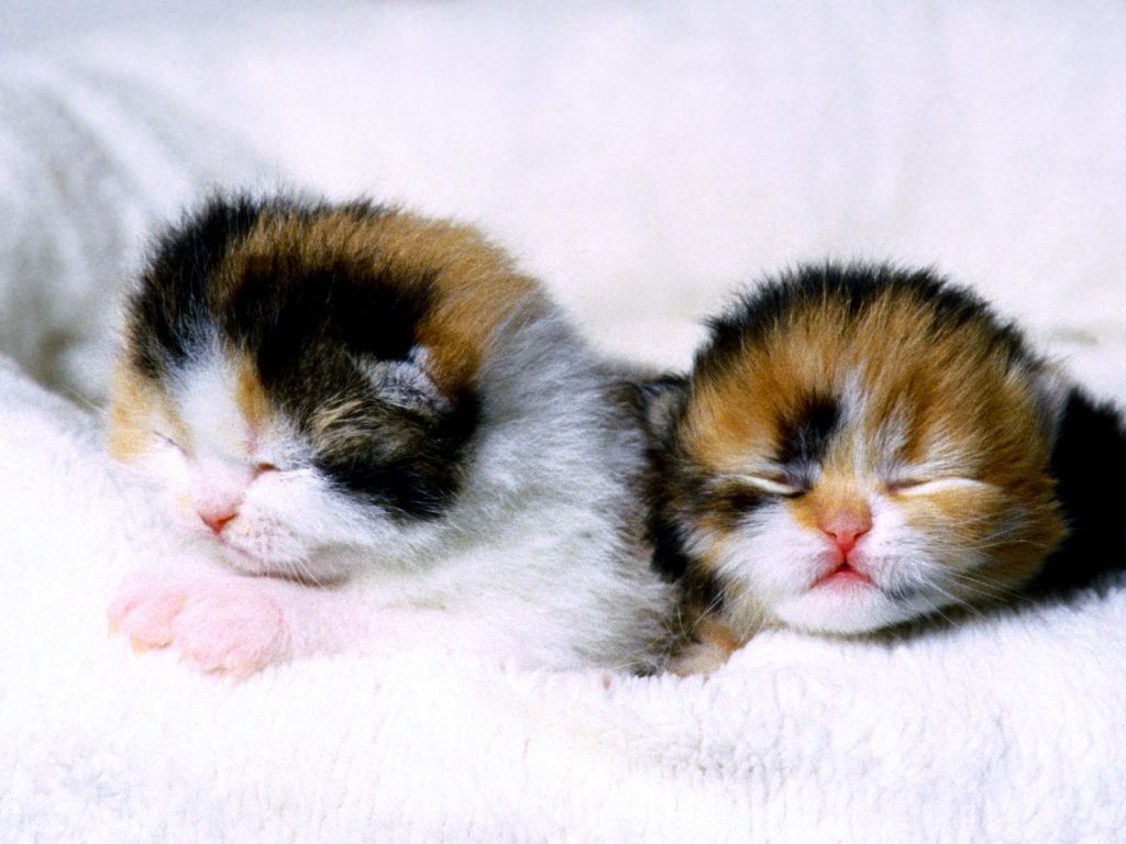 Cute Baby Kittens