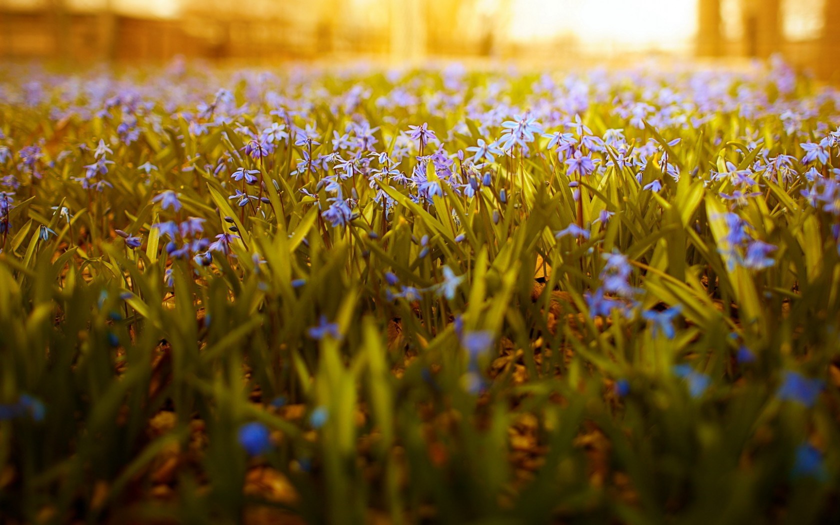 Flowers Sunlight Nature