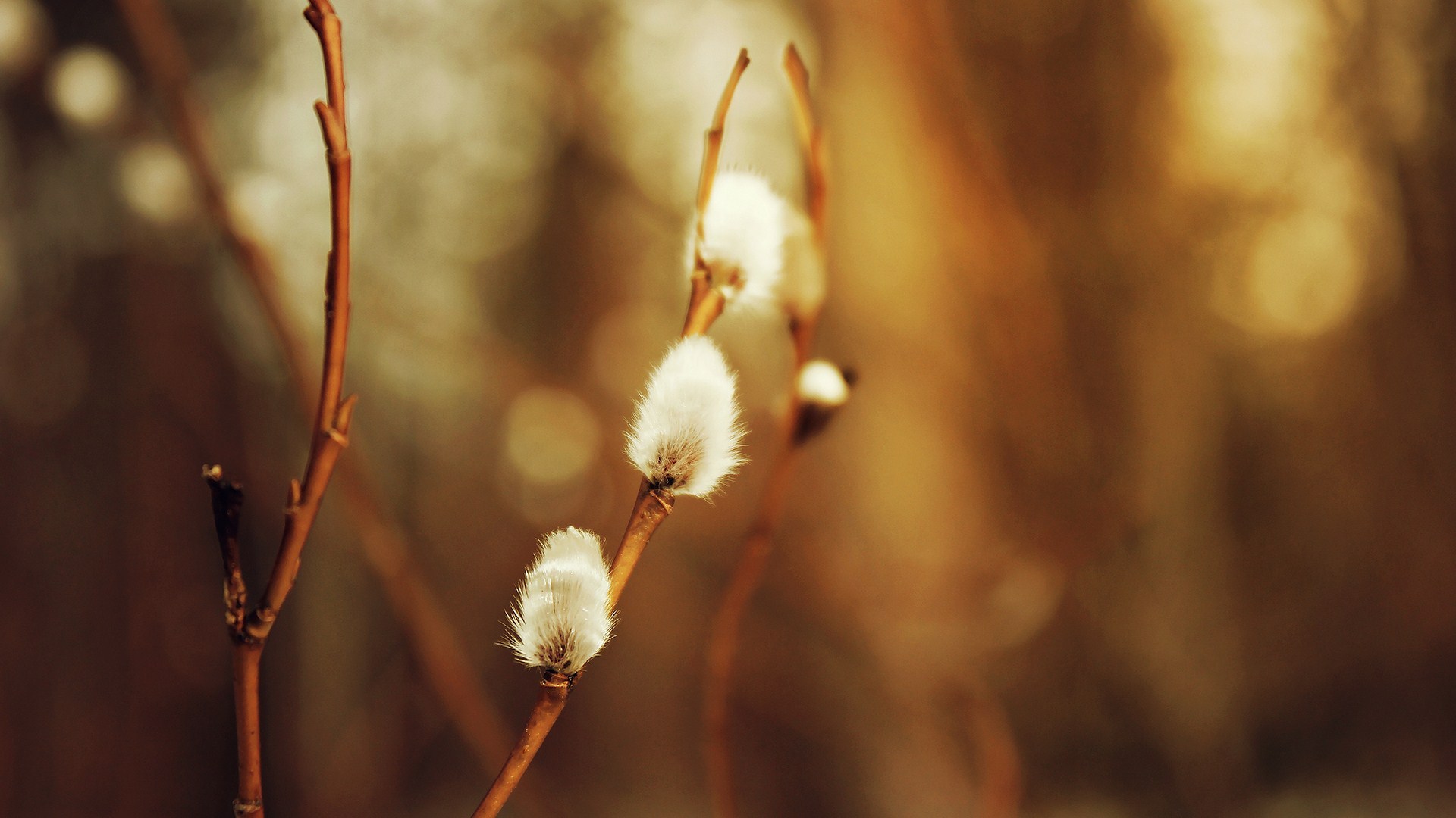 Flowers Spring Willow Bloom