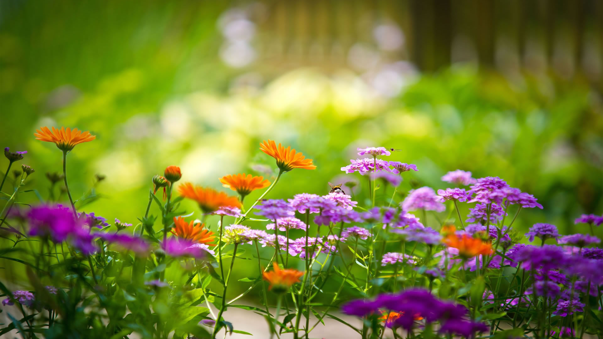 Pretty Flowers