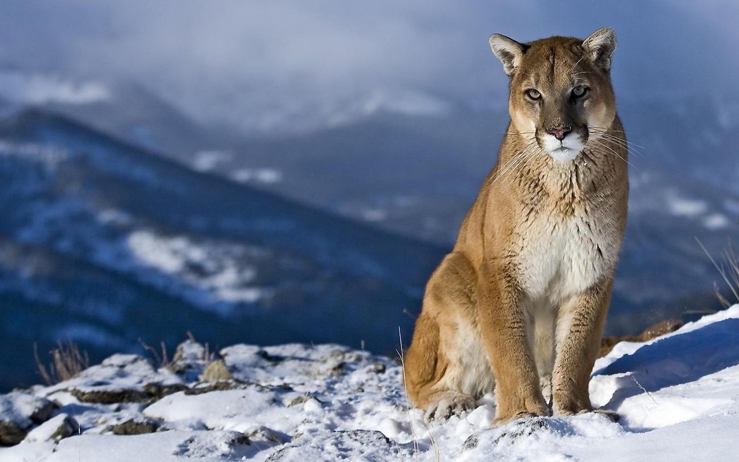 Mountain Lion