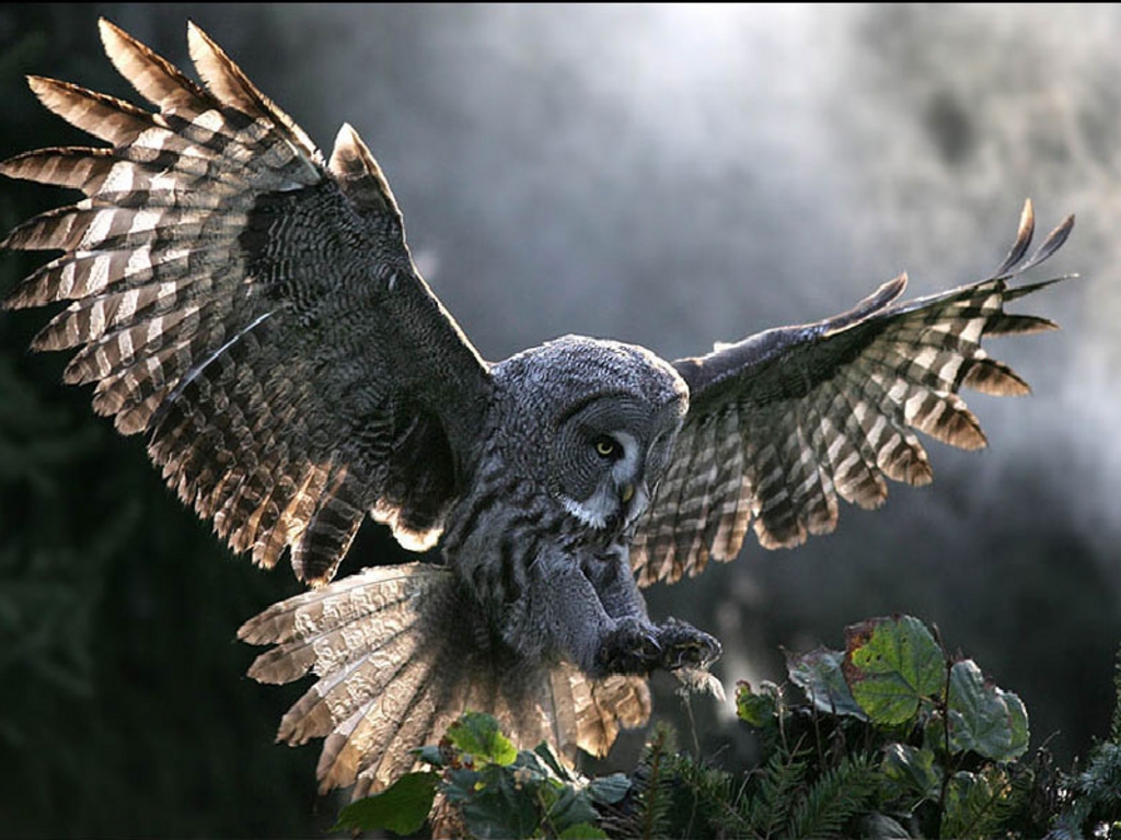 Owl Wallpaper 37 Bird Photos