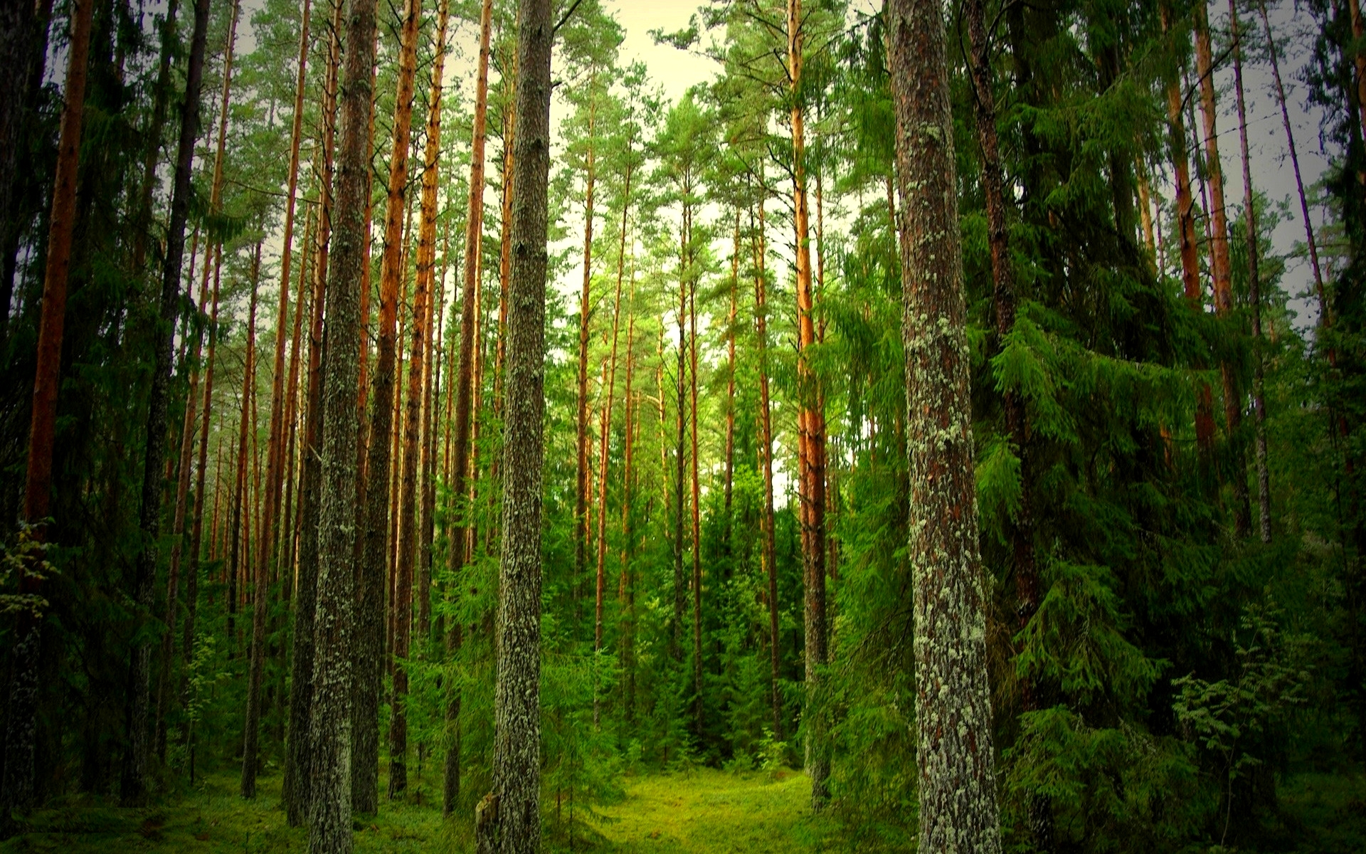 Fantastic Pine Forest Wallpaper