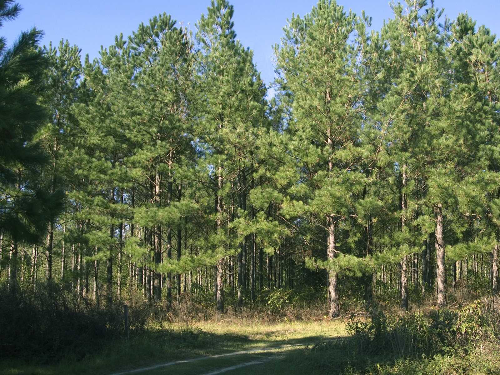 pine plantation