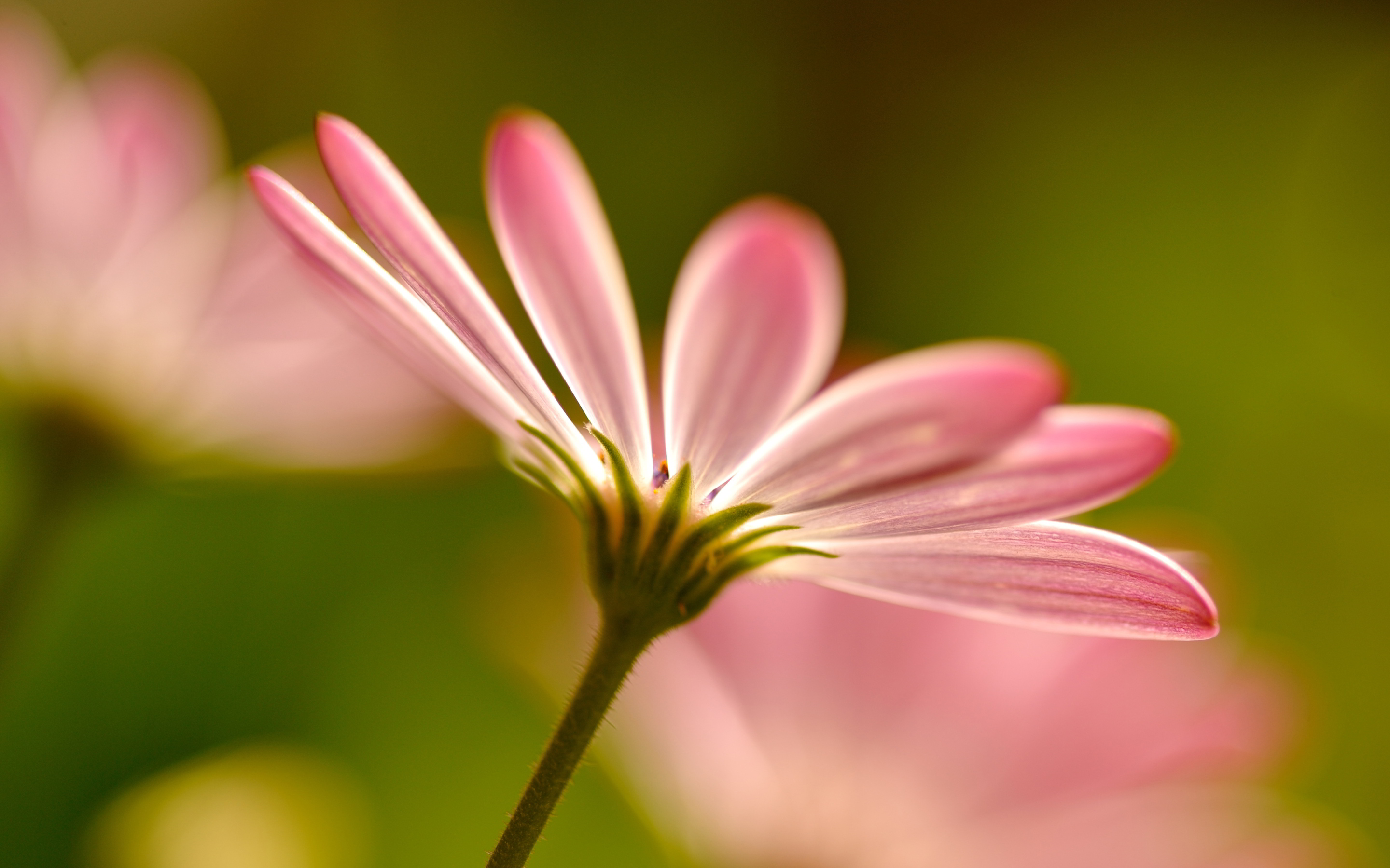 Pink blurred flower