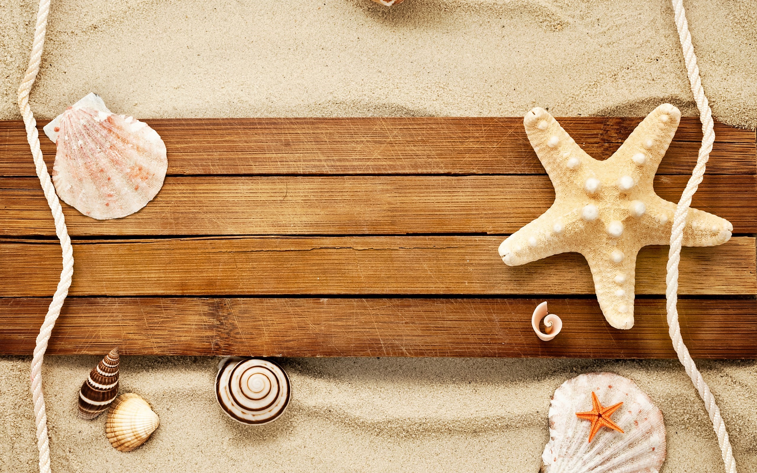 Sand Shells Snail Starfish Beach