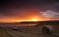 Cornfield sunset