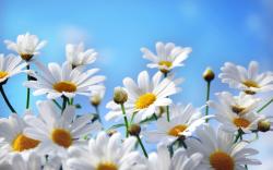 Camomile Background