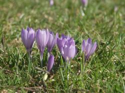 Crocus vernus