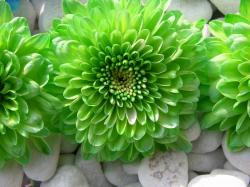 Nice green flower amazing wallpaper