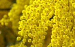 Acacia Blossoms