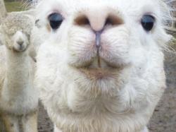 Funny Alpaca 2012_2