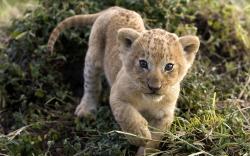 Baby Lion