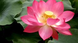 Beautiful lotus wallpaper #25 - 1366x768.