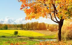 Others Beautiful Tree Desktop Wallpapers Download Wallpapers