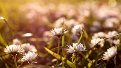 Gorgeous Daisy Bokeh Wallpaper