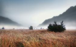 Foggy Grass Landscape