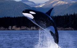 Granny: Yes of course. Even though I am old, I am not feeble. Orcas do not age like humans – we are vital yiqLLM7in