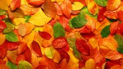 Leaves Wallpaper Autumn leaves free wallpaper