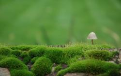 ... Mushroom Wallpaper · Mushroom Wallpaper