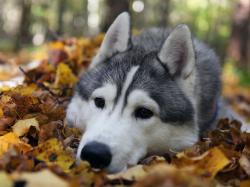 Cute Siberian Husky Puppies 24 Cool Wallpaper HD