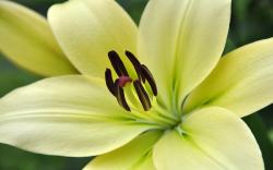 Speciosum lily