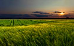 Spring cornfield sunset