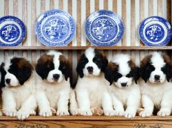 St Bernards 9214 1600x1200 px