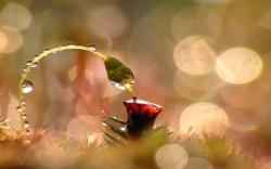 Stunning Macro Wallpaper 5229