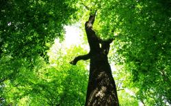 Summer green tree foliage