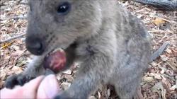 Quokka - Rottnest Island