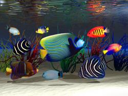 Underwater world Fish Animals Wallpapers and photos