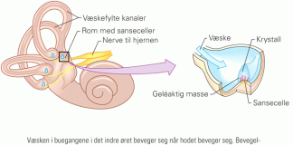 likevektsans