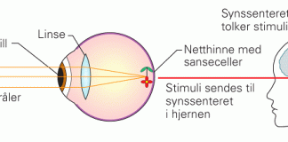 synssansen