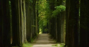 Forêt de Soignes en Belgique