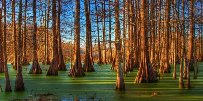 Paysage de Louisiane