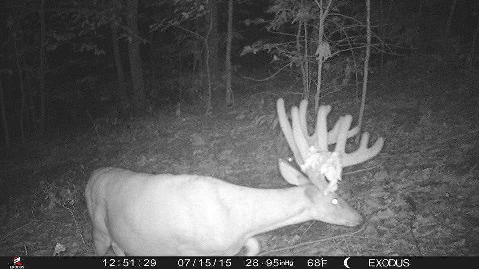 How To Use Trail Cameras For Big Woods Whitetails -Exodus Outdoor Gear