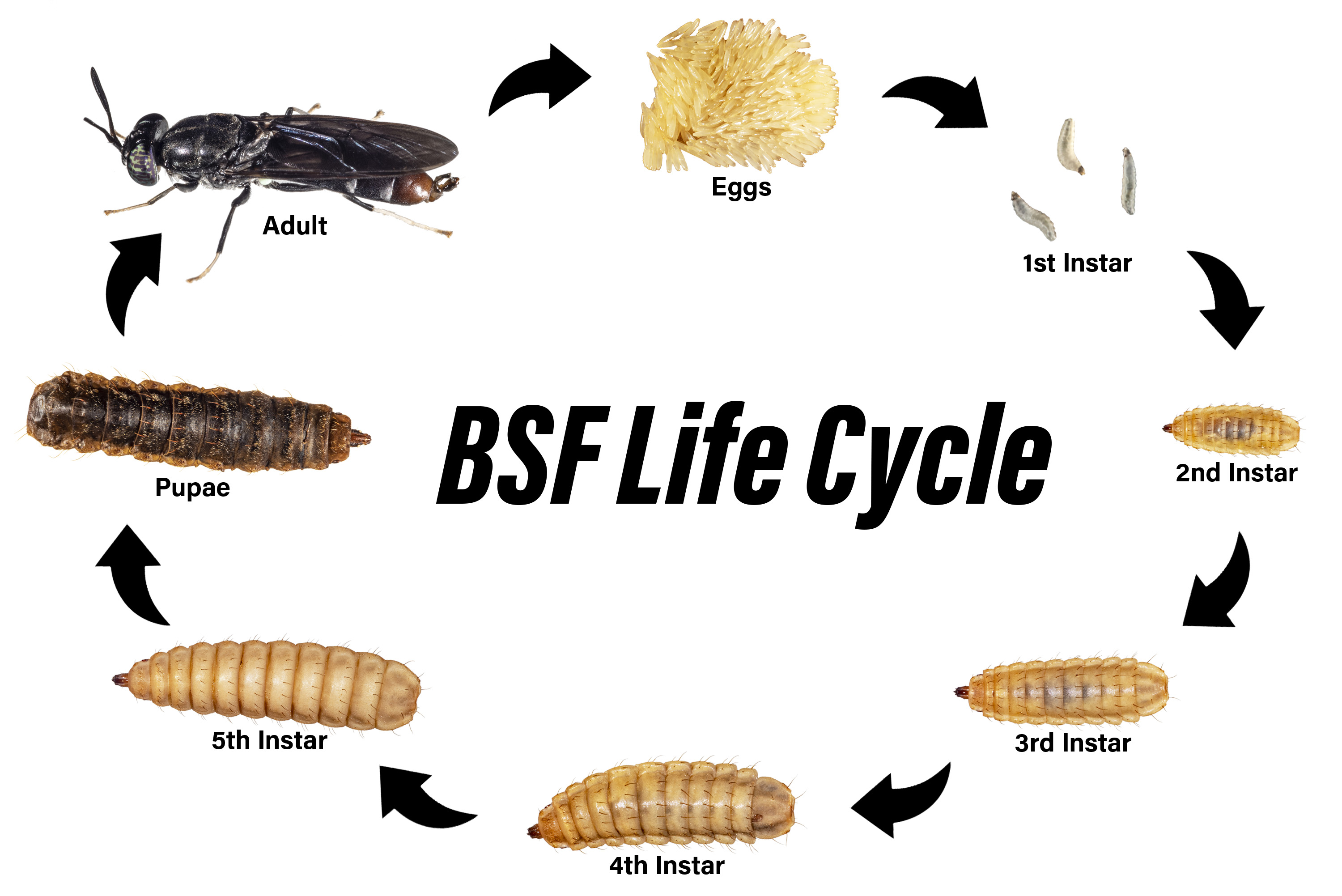 Black Soldier Fly Life Cycle