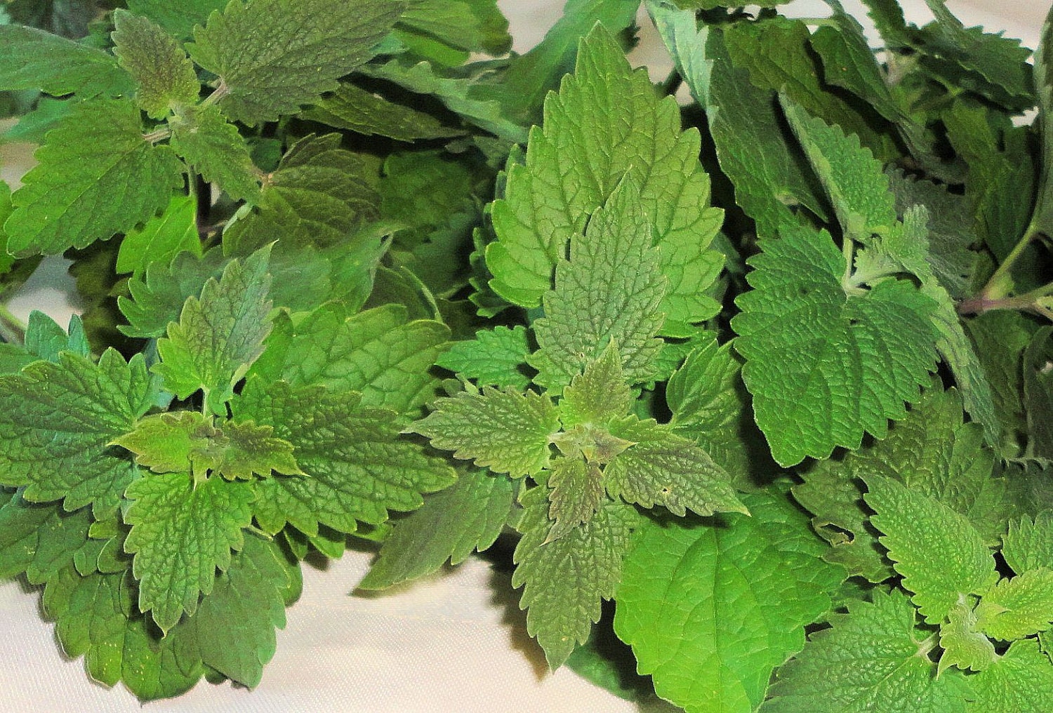 Phoenix Farm Organic Dried Whole Catnip Catmint 0.4 by ...