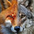 renard2008 thumbnail