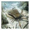 eurypterid image