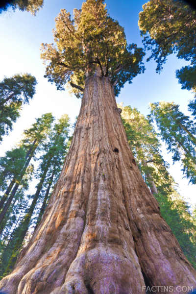 View from bottom of the tree