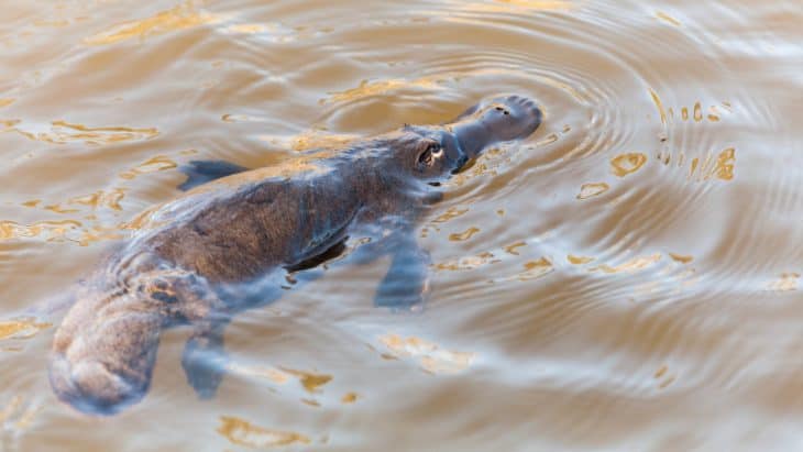 Platypus, Wild Platypus, Platypus Facts