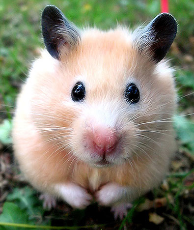 hamster