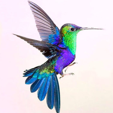 Colorful Hummingbird Tattoo