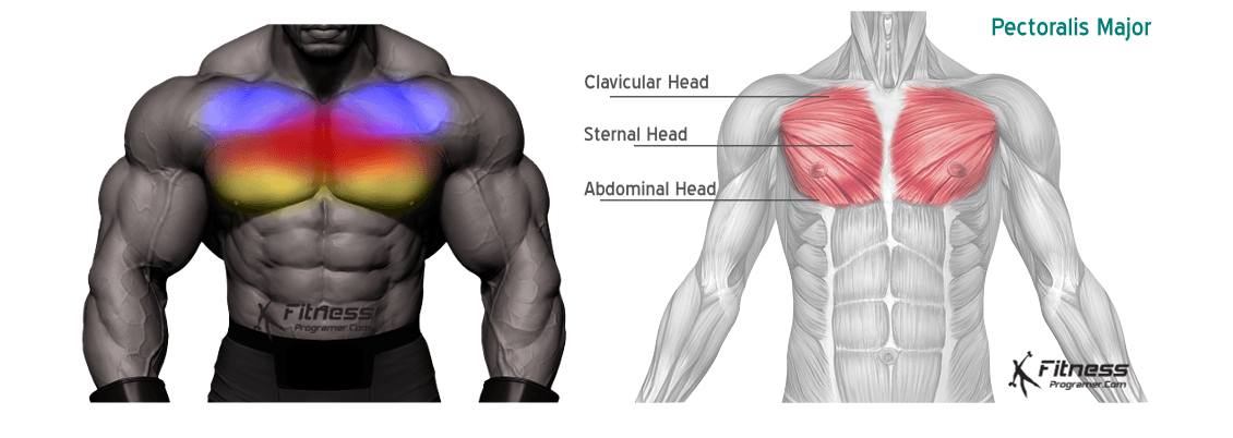 Chest anatomy