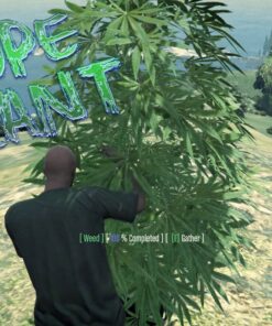 MF DopePlant [ESX Legacy] Best FiveM Shop Best FiveM Shop