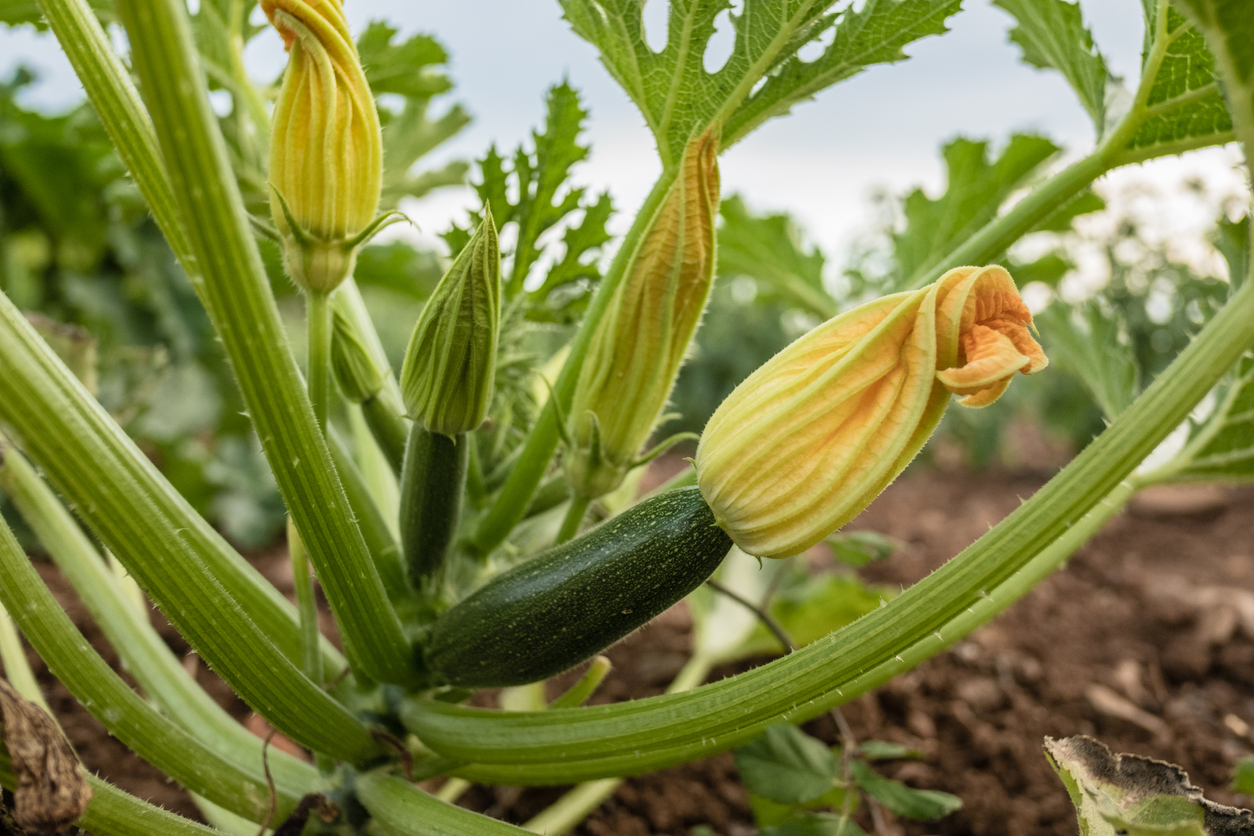 Squash blossoms