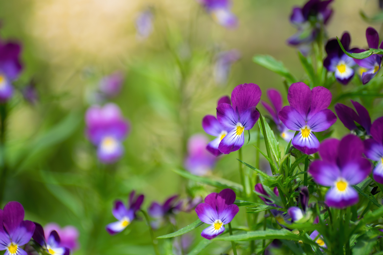 Purple violet flowers close-up.